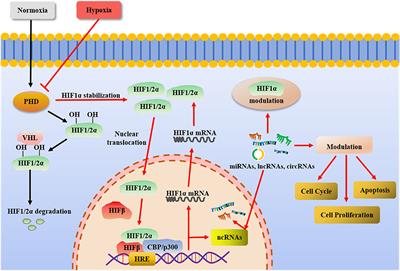 Hypoxia-Inducible Non-coding RNAs in Mesenchymal Stem Cell Fate and Regeneration